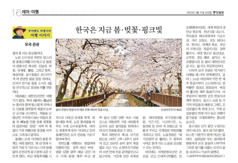 중앙벚꽃.jpg