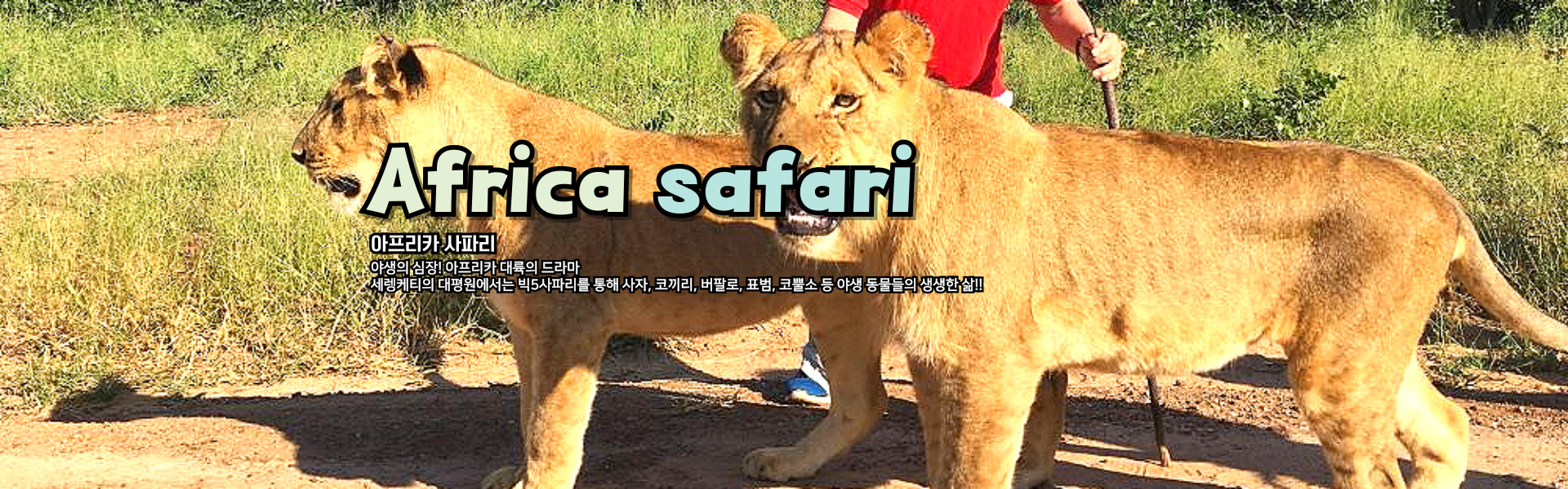 아프리카 사파리