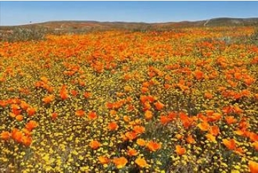 99불로 떠나는 파피꽃·8천만 송이 칼스배드 꽃나들이